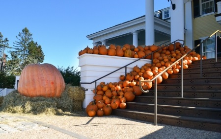 Our Pumpkins Have Arrived!