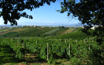 Southern Italy’s Mysterious Wines