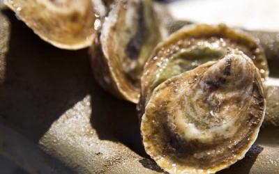 Food Forager: Oysters and Cheese in the Winter Months
