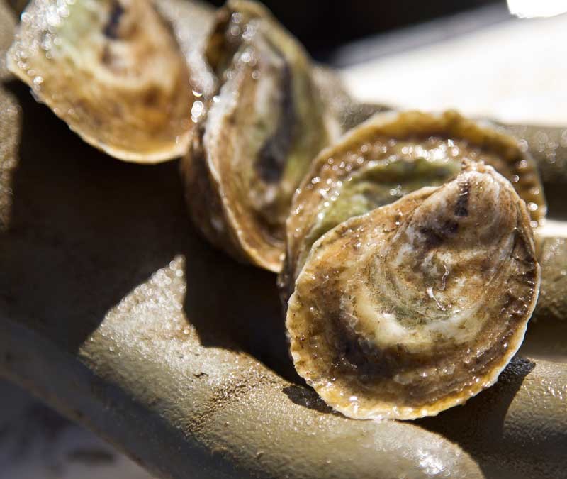 Food Forager: Oysters and Cheese in the Winter Months